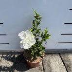 Ibištek sýrsky (Hibiscus syriacus) ´WHITE CHIFFON´® - výška 40-60 cm, kont. C3L